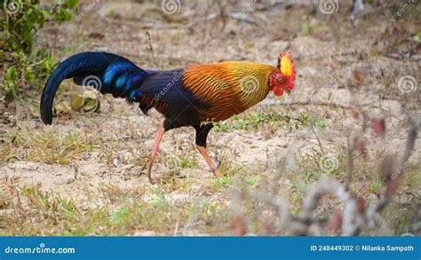 Amazing Sri Lankan Jungle Fowl Foraging The Forests Of Yala National