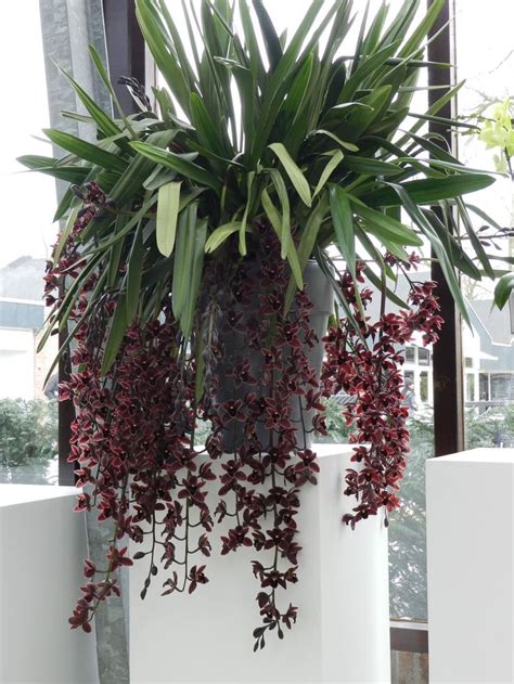 Cymbidium Cali Night Geijserland Orchidee N Huis Idee N Decoratie