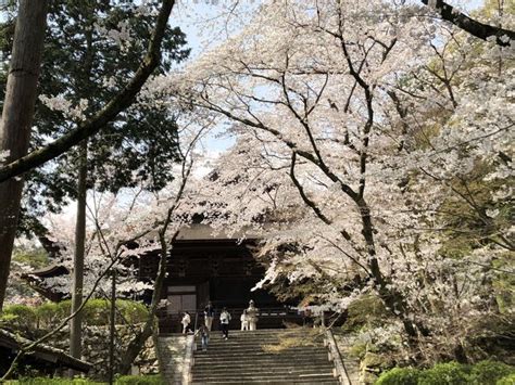 『桜満開 大津 長等公園～三井寺～琵琶湖疎水を歩いてきました。』大津滋賀県の旅行記・ブログ By Olive26さん【フォートラベル】