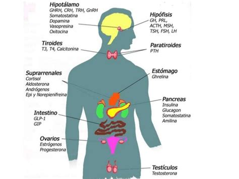 Endocrino