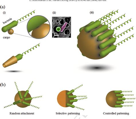 Figure 3 From Bioengineered And Biohybrid Bacteria Based Systems For