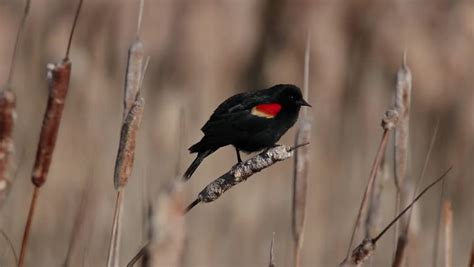 Red Winged Blackbird Calling Out Image Free Stock Photo Public