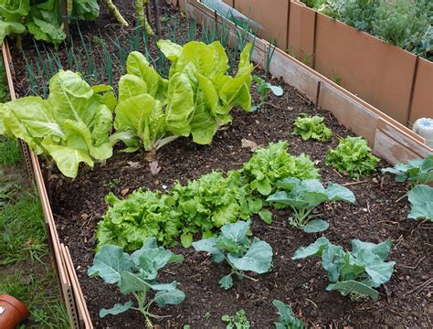 how to care for planted mums