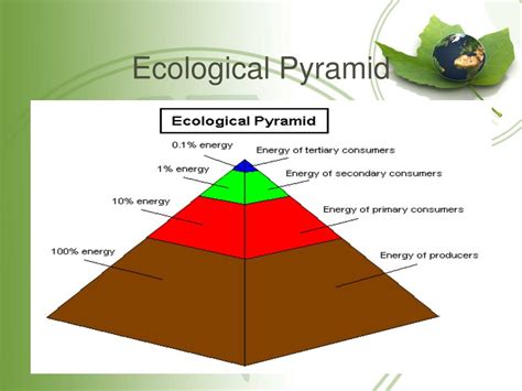 Ppt Ecology Powerpoint Presentation Free Download Id2827897