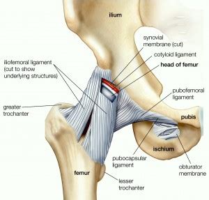 Chirurgie de la Hanche anatomie chirurgie orthopédique ICHG