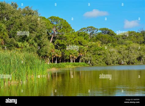 Shoreline At Lake Seminole Park Stock Photo Alamy