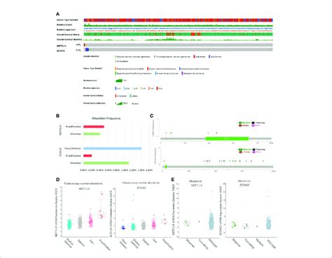 Rare Genomic Alteration Of Mettl And Zc H In Breast Cancer A