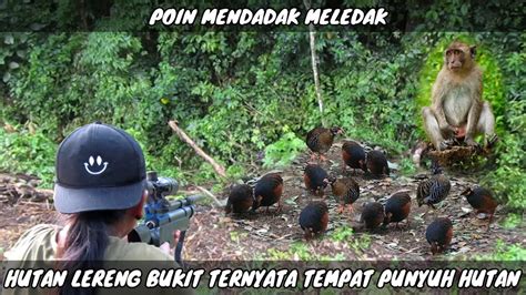 Berburu Punyuh Tarun Tarun Besar Jauh Di Tengah Hutan Hasil Nya Luar