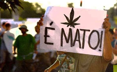 Jornal De Alagoas Stf Deve Decidir Sobre A Descriminalização Do Porte Da Maconha