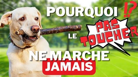 Vous détruisez le PAS TOUCHER de votre chien YouTube