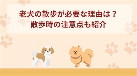 老犬シニア犬の散歩が必要な理由は？散歩の注意点なども紹介！｜ペットケアネットpetcare Net