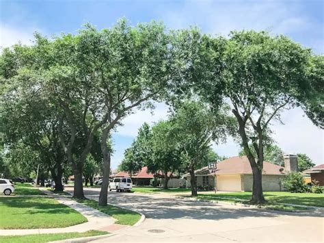 Texas Oak Trees Highlighting the Mighty Trees of North Texas