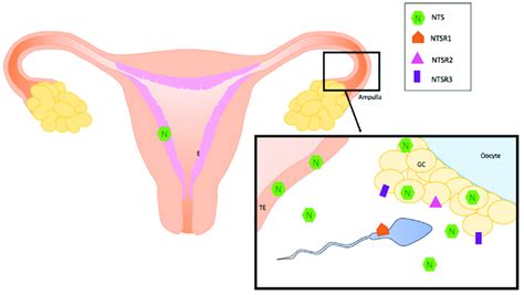 Localization Of Nts And Its Receptors In Normal Human Reproductive