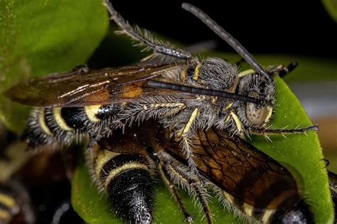 Page 2 | Scoliidae Images - Free Download on Freepik
