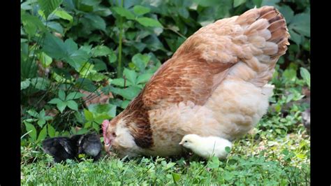 How To Train Your Chicken What Treats To Use Come When Called Getting