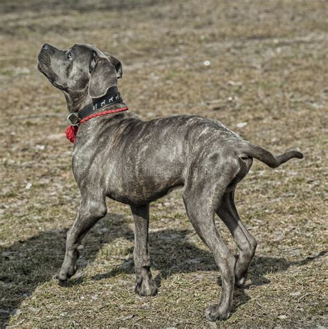 Cane Corso Puppy Stock Photo Image Of Happy Canine 30506054