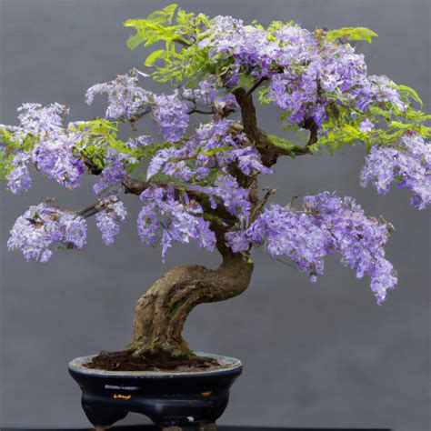 Bonsai Blue Jacaranda 'jacaranda Mimosifolia' Houseplant Seeds Tropical Indoor 10 Rare Seeds ...