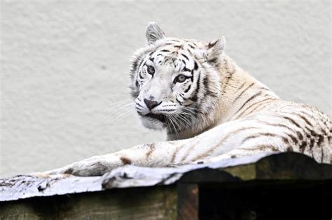 A Pont Scorff Les Terres De Nata La Rescousse Des Animaux Menac S