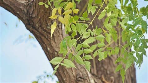 Moringa Tree Care — Here's What You Need to Know