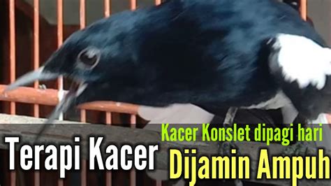 Dijamin Kacer Langsung Tarung Bongkar Materi Suara Kacer Ampuh Untuk