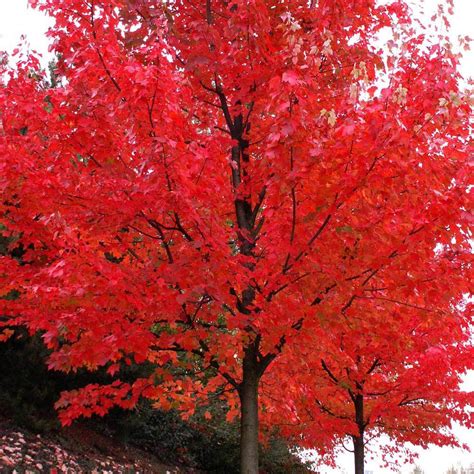 Autumn Blaze® Maple Trees For Sale