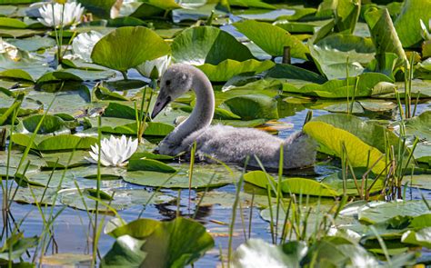 Trumpeter Swans And Sygnets Philip Schwarz Photography Blog