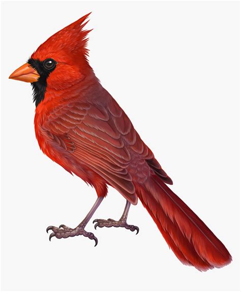 Transparent Cardinal Png, Png Download - kindpng