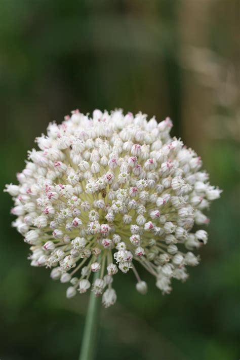 Allium Ampeloprasum Var Holmense Michael Camphausen