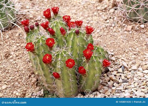 Claret Cup Cactus With Blooming Red Flowers Stock Image Image Of