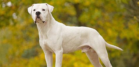 Saint Jores Manche Il Abat Le Chien Du Voisin Avec Un Fusil De Chasse