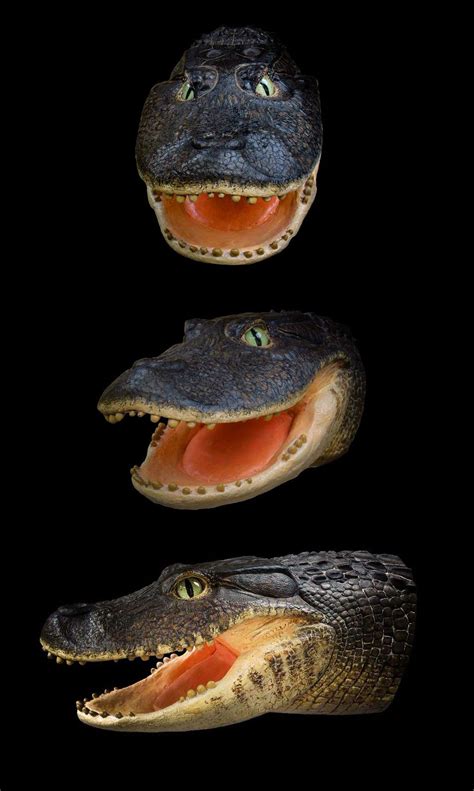 Meet an adorable ancient crocodile that had dental problems and a taste ...