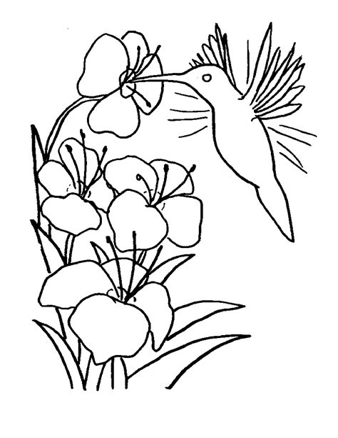 Hummingbird Flower Coloring Pages