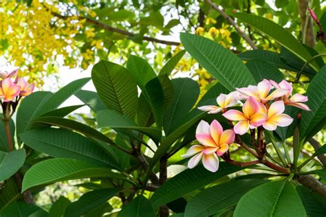 Frangipanier Symbolique Plantation Odeur Arrosage