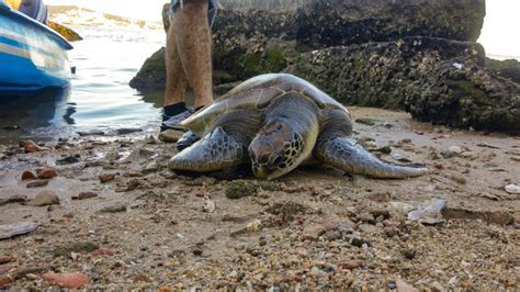 V Deo Homem Pula Na Gua Para Salvar Tartaruga Presa Em Rede De Pesca