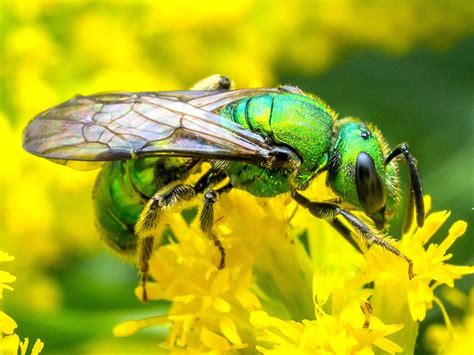 Immense Decline In Pennsylvania Wild Bee Biodiversity