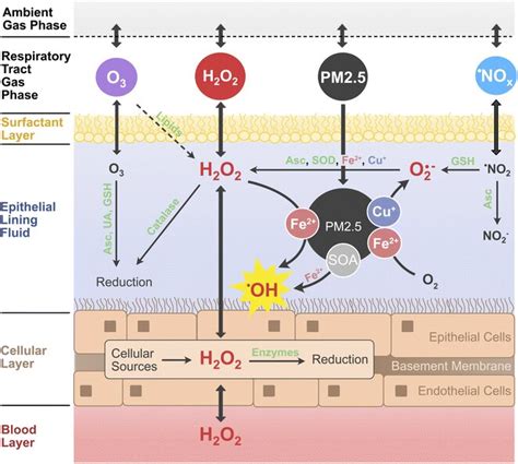 Fine Particulate Matter Found To Catalyze Oxidative Stress In The Lungs