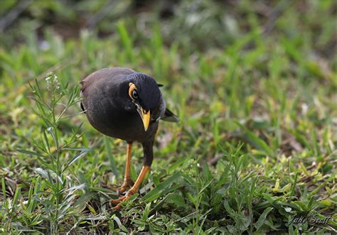 Myna Bird Range