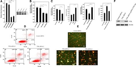 Depletion Of Ttk Inhibits Cell Growth And Induces Apoptosis Of Gastric