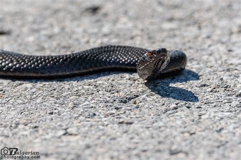 Black Viper (Vipera berus)