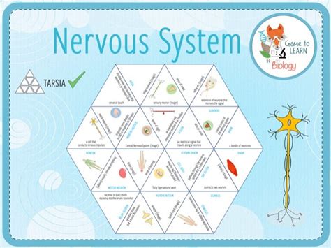 Nervous System 10x Games And Activities Ks345 Teaching Resources