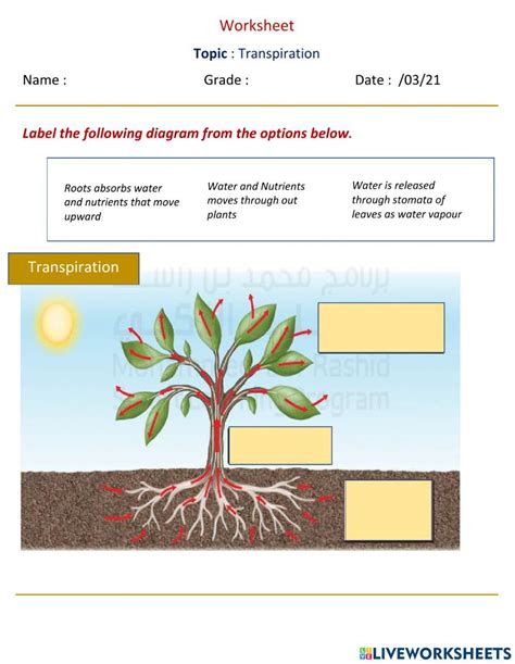 Worksheet Transpiration In Plants Online Exercise For Live Worksheets