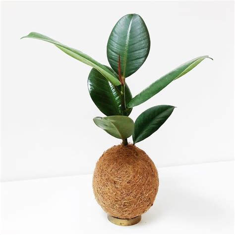 Kokedama Pflanzen Design On Instagram Ficus Elastica Eher Bekannt