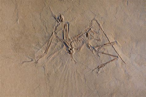 Dinosaur fossil may be a whole new species of the first birds - dailyOnews