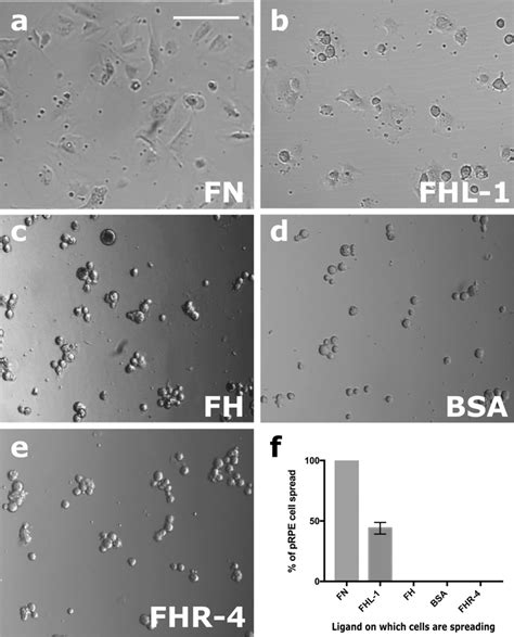 Primary Rpe Cells Interact With Immobilised Fhl Cultured Primary Rpe