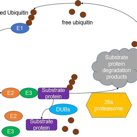 Ubiquitination And De Ubiquitination Processes Free Ubiquitin Can Be