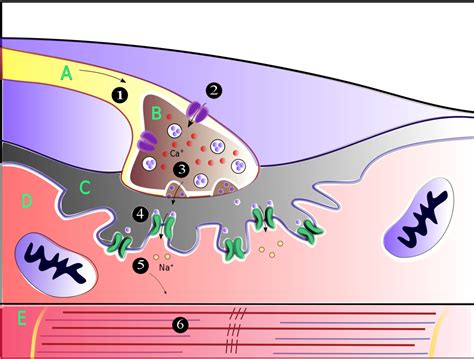 filethe muscle contraction processpng physiopedia