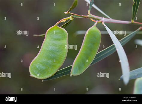 Green Seed Pods Hanging From A Plant In The Australian Bush Royal