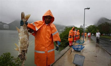 Comlurb Continua Retirada De Peixes Mortos Da Lagoa Mas Mortandade