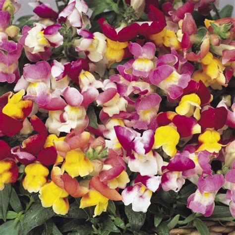 Antirrhinum Majus Cv Snapdragon Snappy Bicolor Mix Seeds X Ole