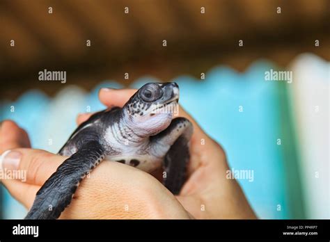 Sauvetage Des Tortues Au Sri Lanka Banque De Photographies Et Dimages